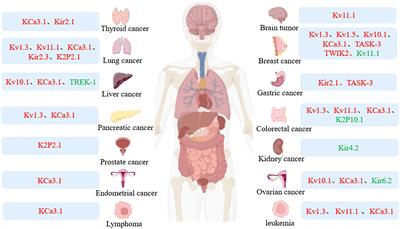 Potassium channels: Novel targets for tumor diagnosis and chemoresistance